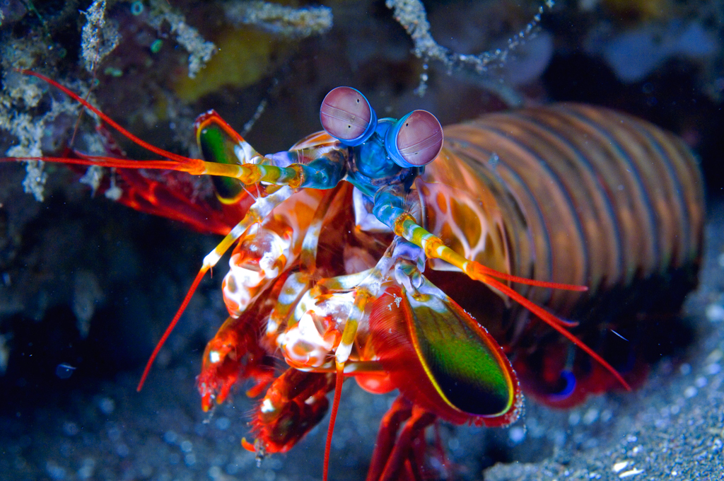 Mantis-Shrimp.jpg